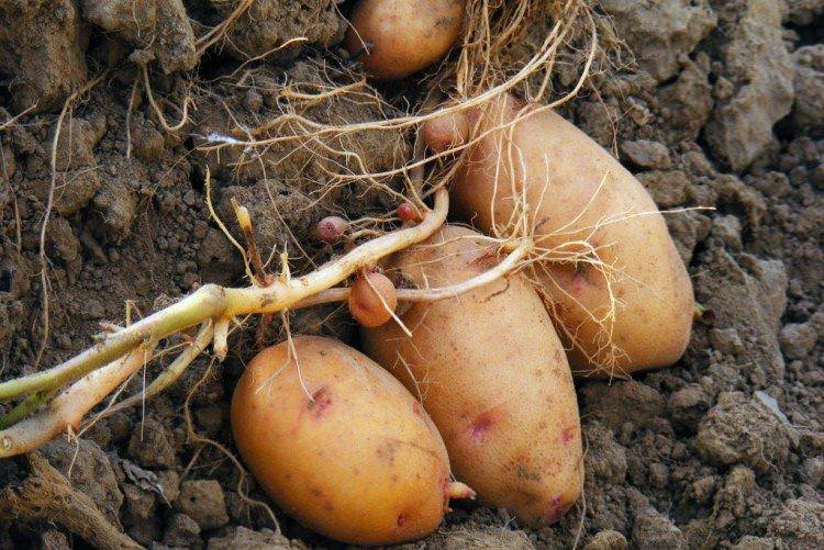 Лапоть - Російські сорти картоплі Лапоть - Російські сорти картоплі