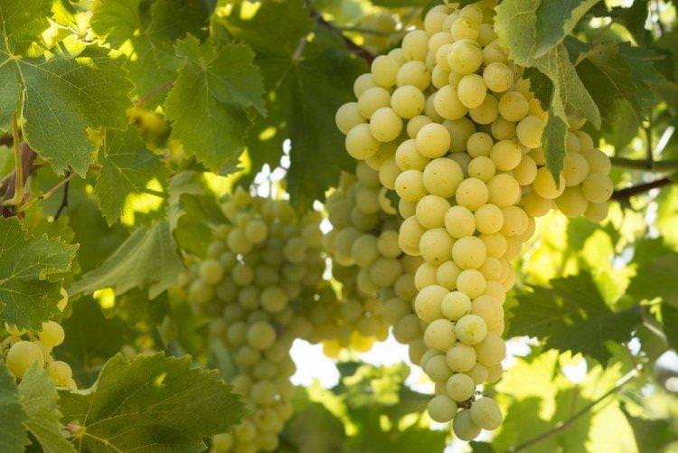 Соляріс - Найкращі сорти винограду  