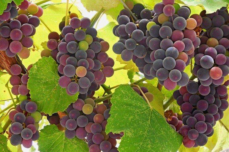 Ізабелла - Сорти винограду для червоного вина Ізабелла - Сорти винограду для червоного вина