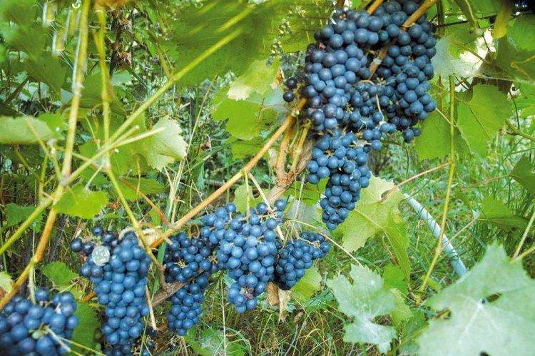 Амурський - Найкращі винні сорти винограду Амурський - Найкращі винні сорти винограду