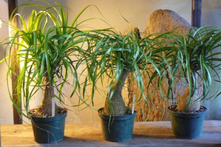Ноліна - Найневибагливіші кімнатні рослини