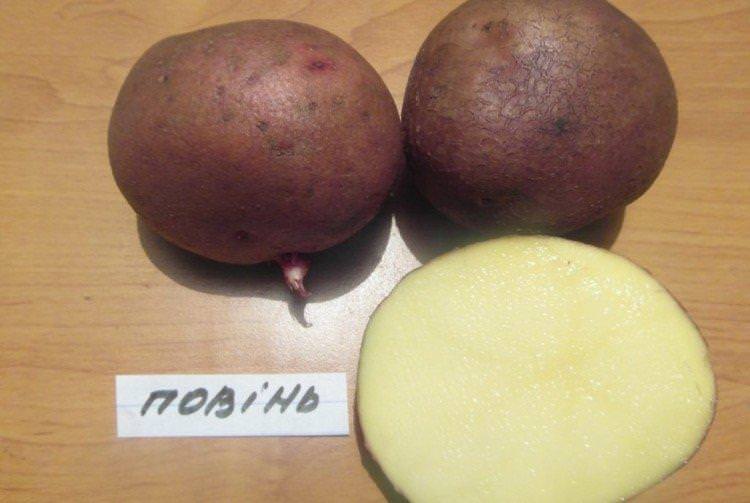 Повинь - Українські сорти картоплі Повінь - Українські сорти картоплі