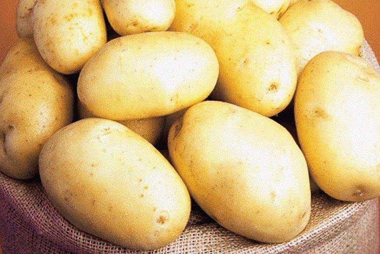 Кубанки - Російські сорти картоплі Кубанки- Російські сорти картоплі