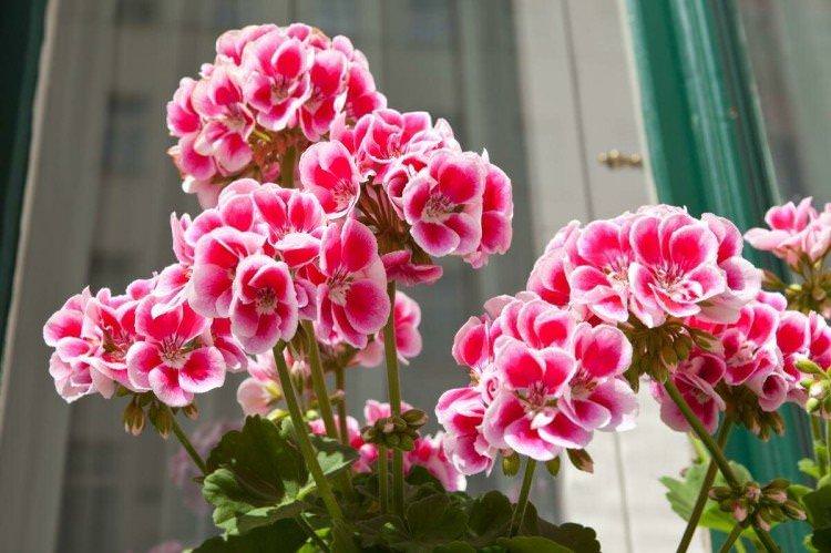 Грунт - Герань догляд у домашніх умовах
