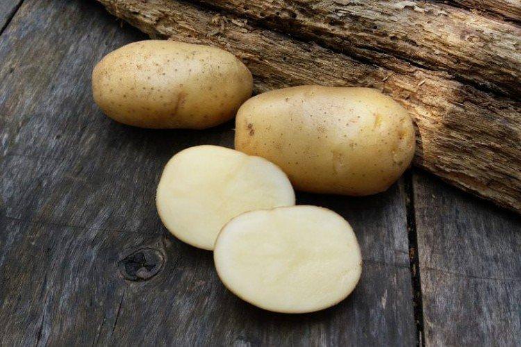 Невський - Пізні сорти картоплі Невський - Пізні сорти картоплі