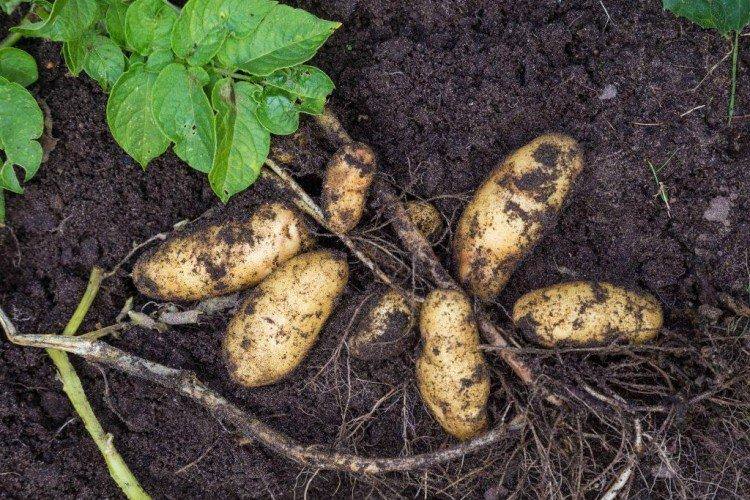 Гранада - Німецькі сорти картоплі Гранада - Німецькі сорти картоплі