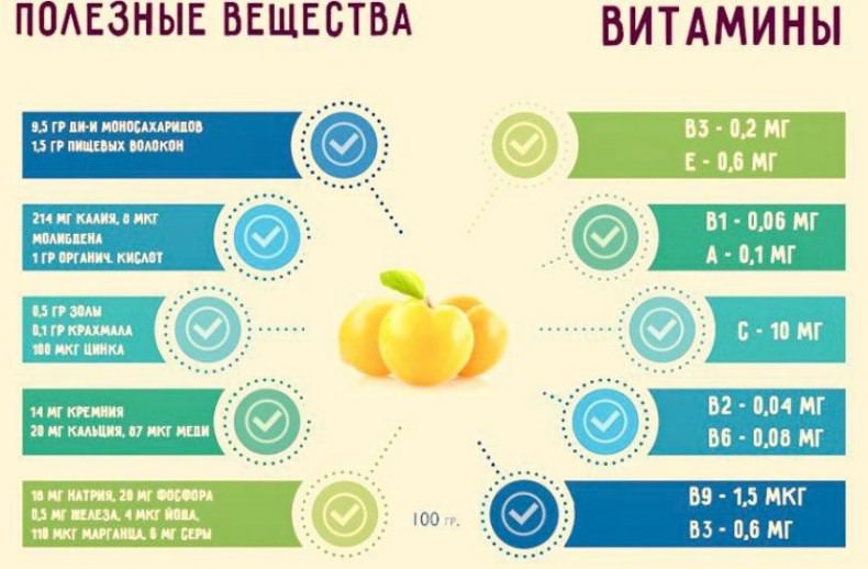 Зливи: користь та шкода для здоровя, склад, протипоказання, показання та калорійність + факти про застосування сливи1