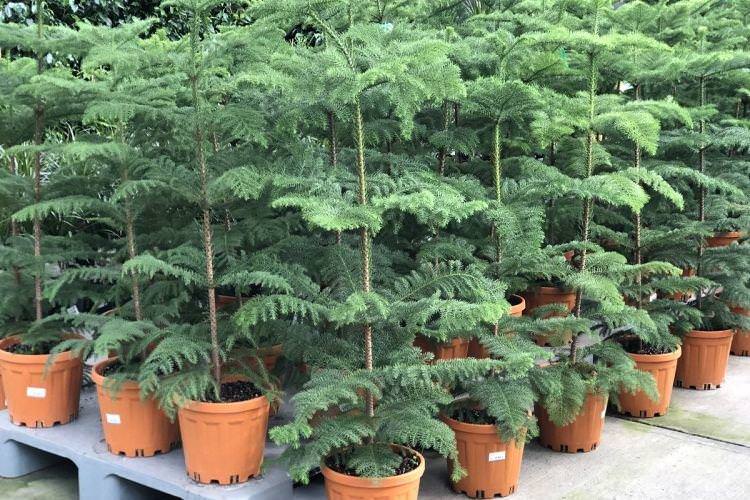 Араукарія - Кімнатні квіти, які повинні бути в кожному будинку