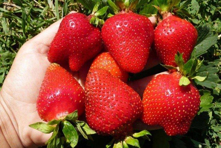 Еліс - Пізні сорти полуниці 
