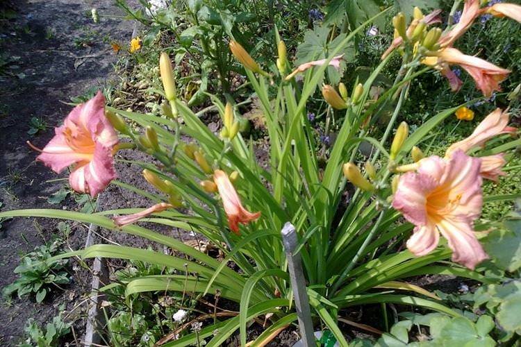 Дитячий Фестиваль - Види та сорти лілійника