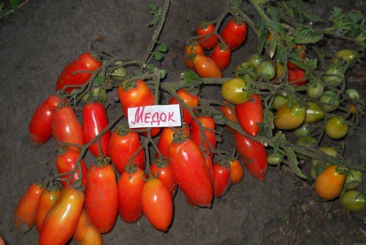 Медок - Ранні сорти томатів 