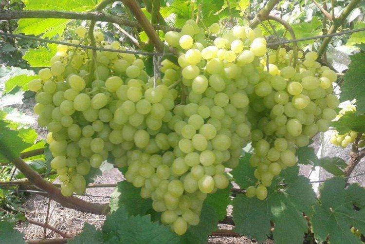 Альошенькін - Кращі сорти винограду  