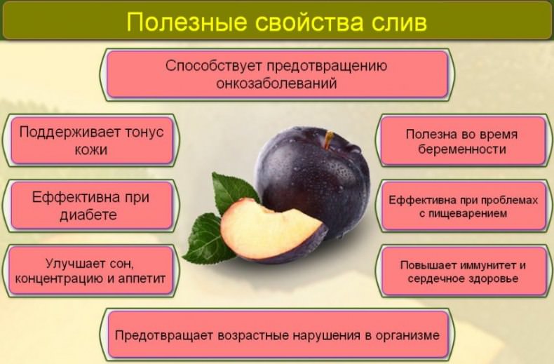 Зливи: користь та шкода для здоровя, склад, протипоказання, показання та калорійність + факти про застосування сливи2