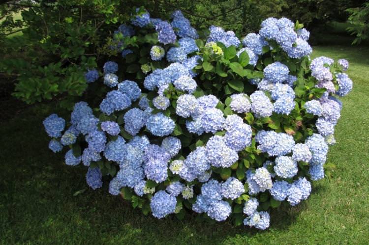 Гортензія – фото Гортензія – фото