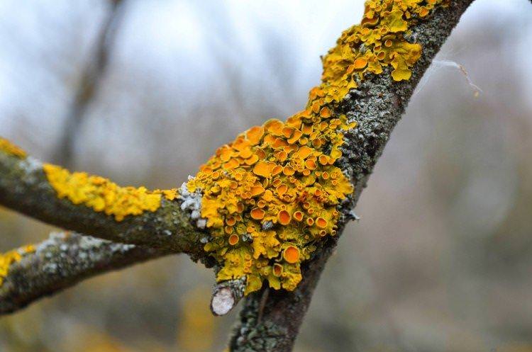 Боротьба з мохом та лишайниками - Залізний купорос застосування в садівництві