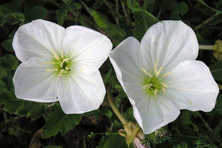 Енотера – фото