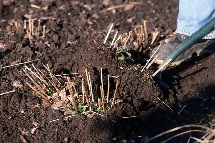 Посадка та розмноження геленіуму