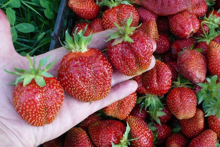 Великий сорт полуниці Машенька