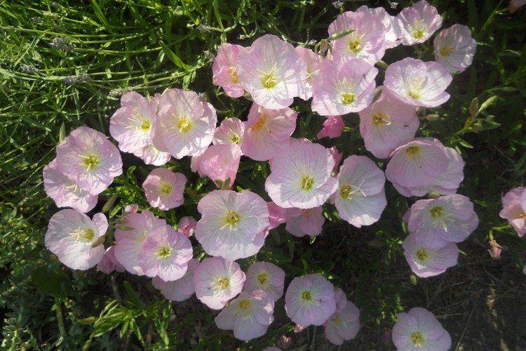 Енотера – фото