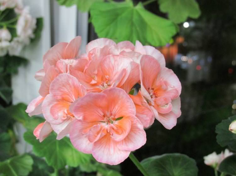 Пеларгонія (герань) - фото