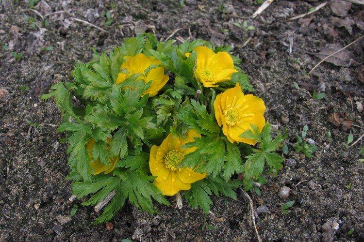Посадка та розмноження купальниці