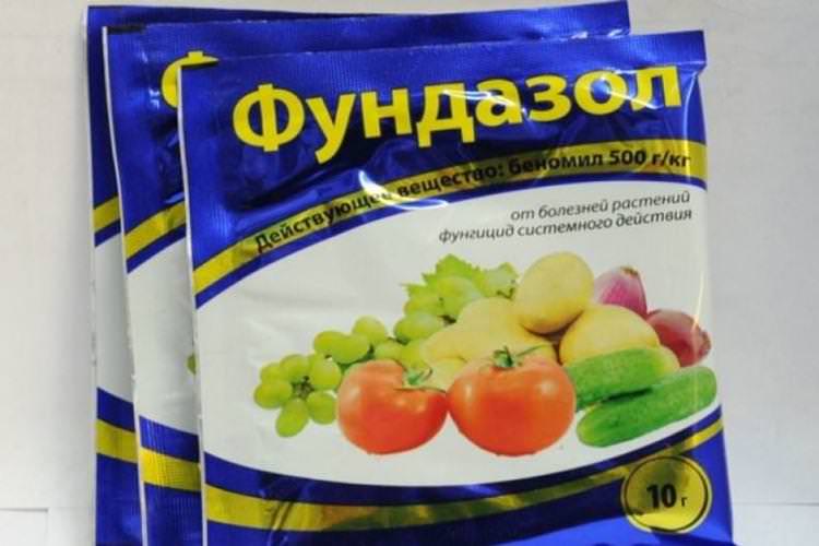 Фундазол - Обробка смородини від борошнистої роси