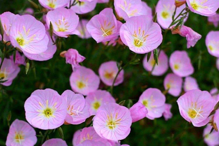 Енотера – фото