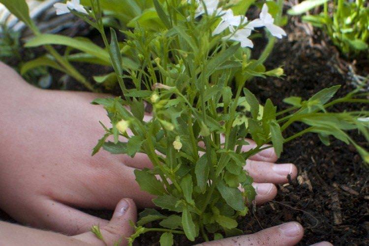 Добрива та підживлення - Догляд за лобелією