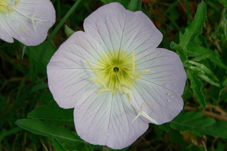 Енотера – фото