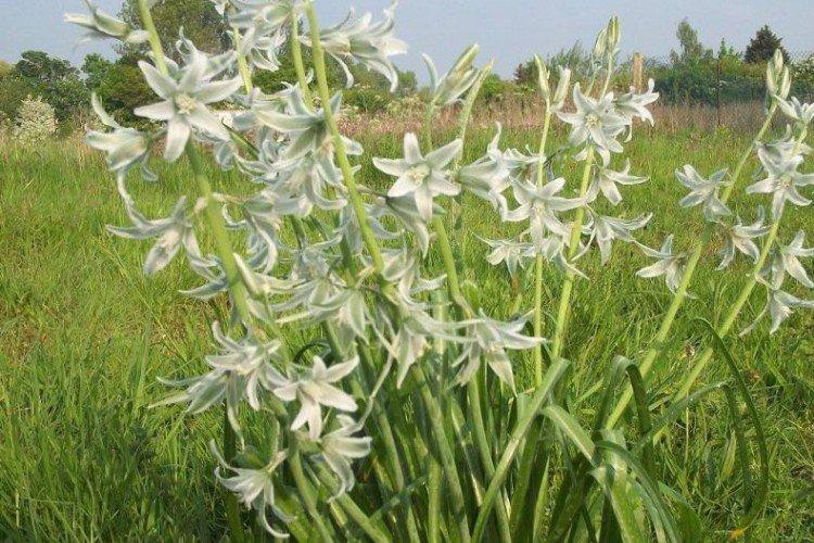 Пониклий птахемлечник