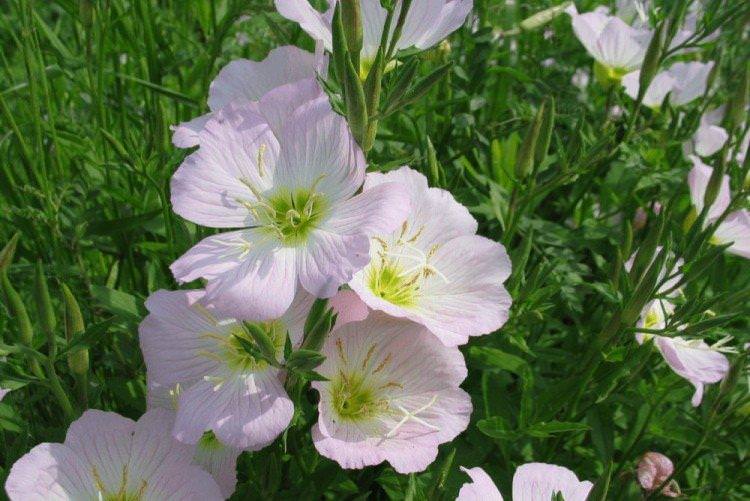 Енотера – фото
