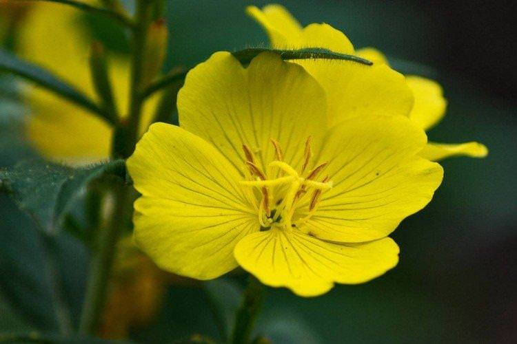 Енотера – фото