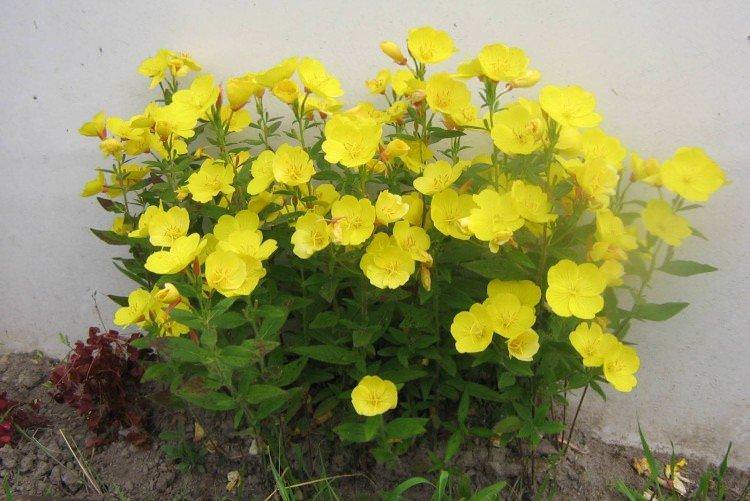 Енотера – фото