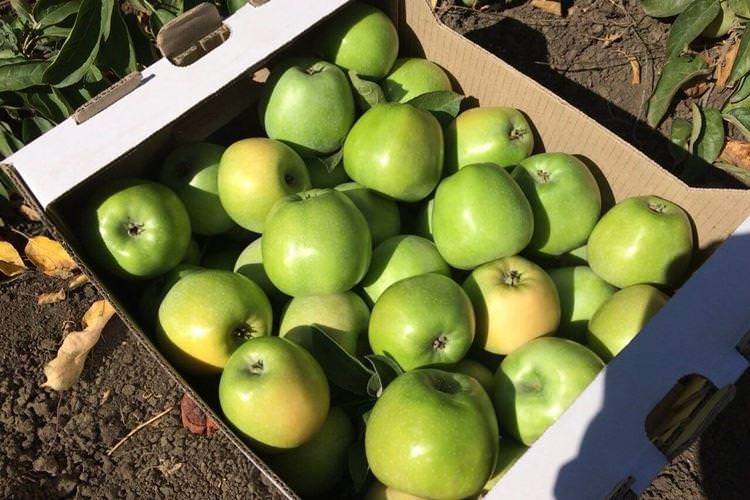 Збір врожаю - Догляд за колоноподібною яблунею Президент