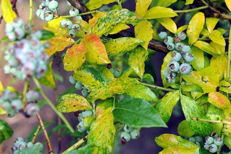 Хвороби та шкідники - Чорниця Блюкроп