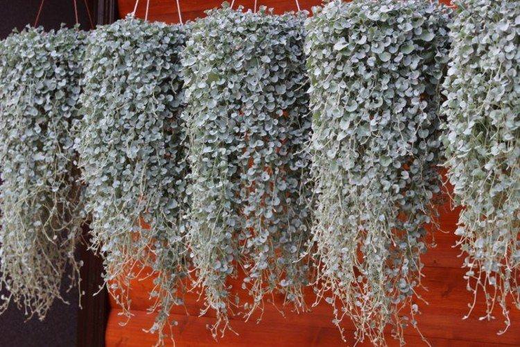 Сріблястий водоспад Сріблястий водоспад