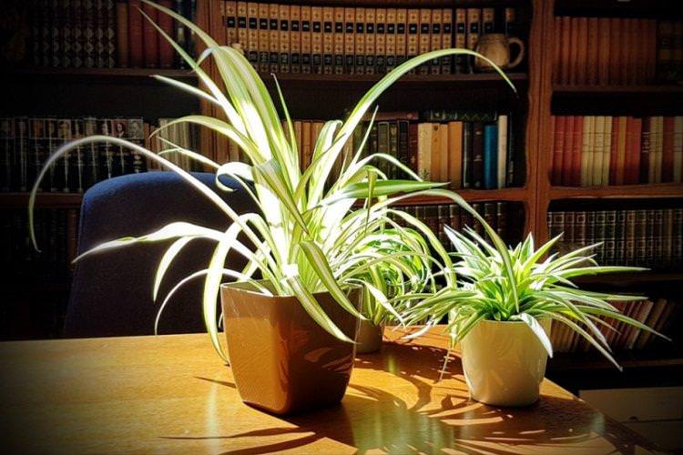 Освітлення - Догляд за хлорофітумом