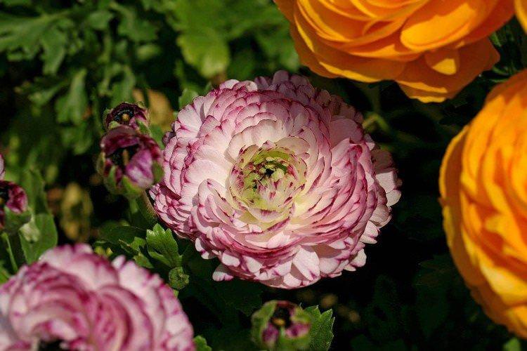 Ранункулюс - фото