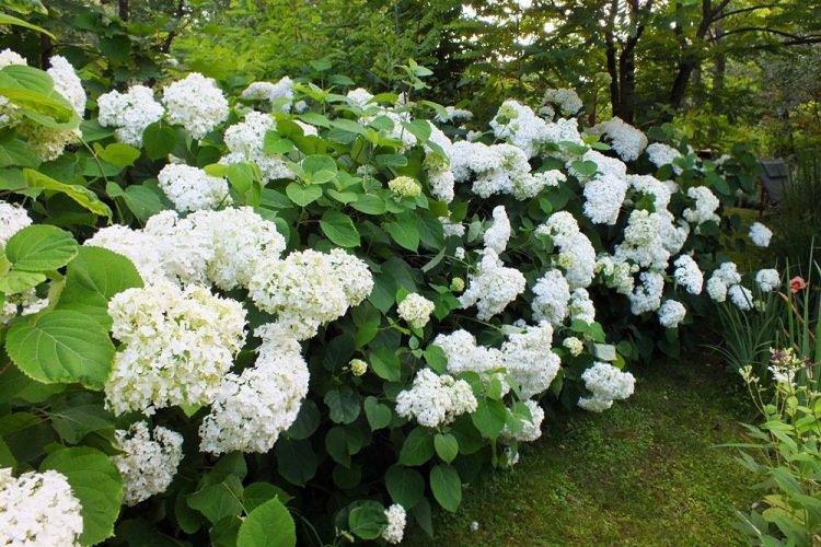 Деревоподібна гортензія - фото Деревоподібна гортензія - фото