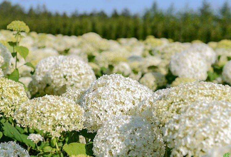 Деревоподібна гортензія - фото Деревоподібна гортензія - фото
