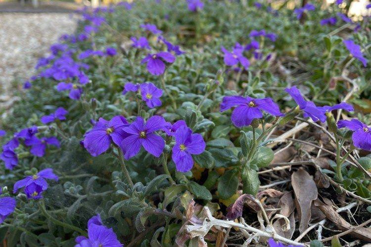 Боротьба зі шкідниками та хворобами