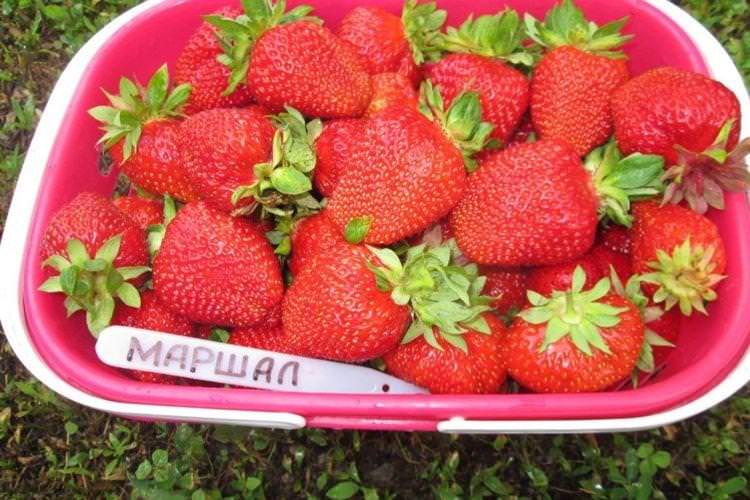 Великий сорт полуниці Маршал