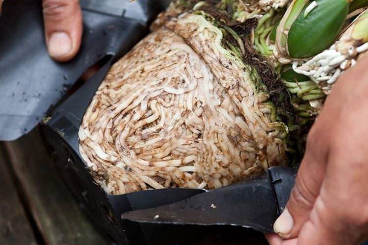 Як дістати орхідею з горщика для пересадки