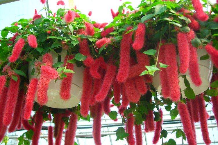 Акаліфа