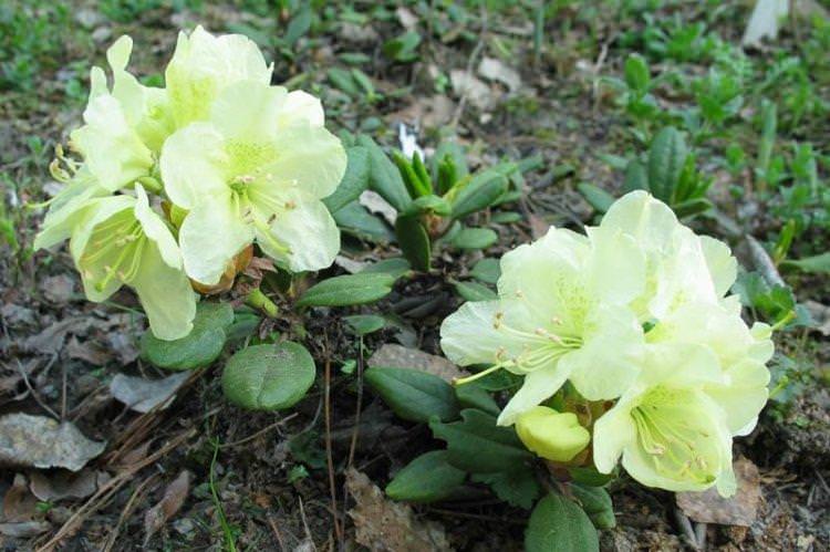 Золотистий рододендрон - Види рододендрону
