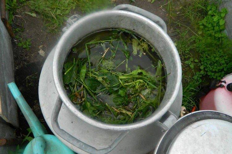 Підживка помідорів настоєм з кропиви