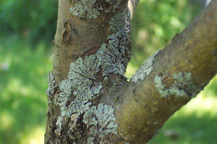 Залізний купорос від грибка - застосування в садівництві