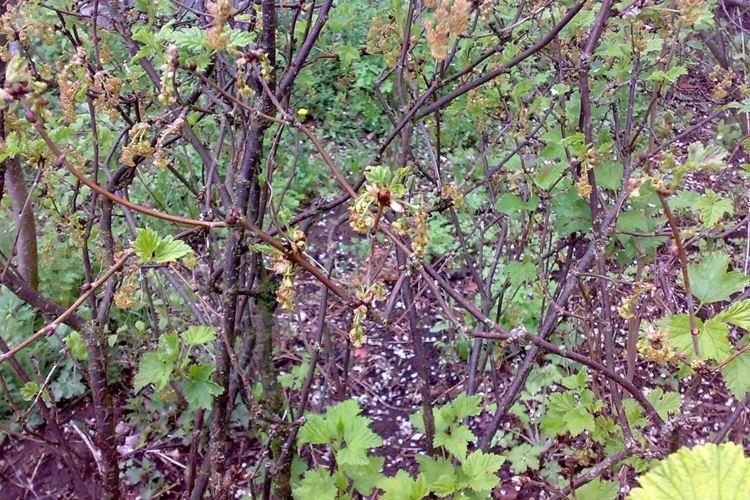 Нектрієве усихання - Хвороби смородини, опис з фото та лікування