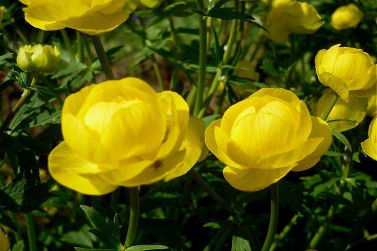 Європейська купальниця