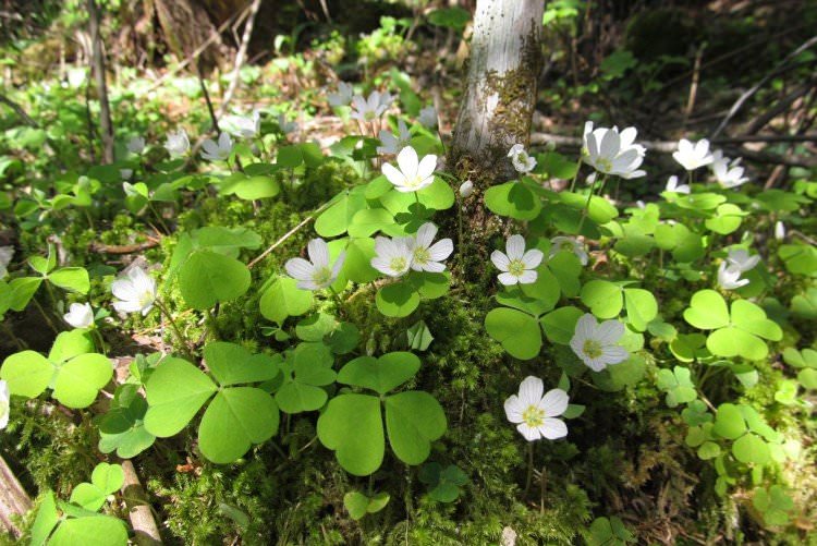 Кислиця - фото